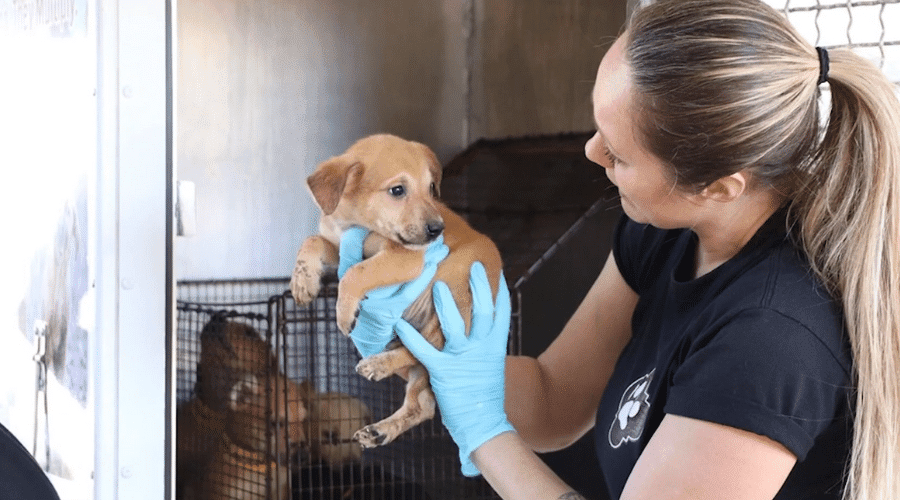 How to Adopt Pet in UAE - Your New Best Friend Awaits